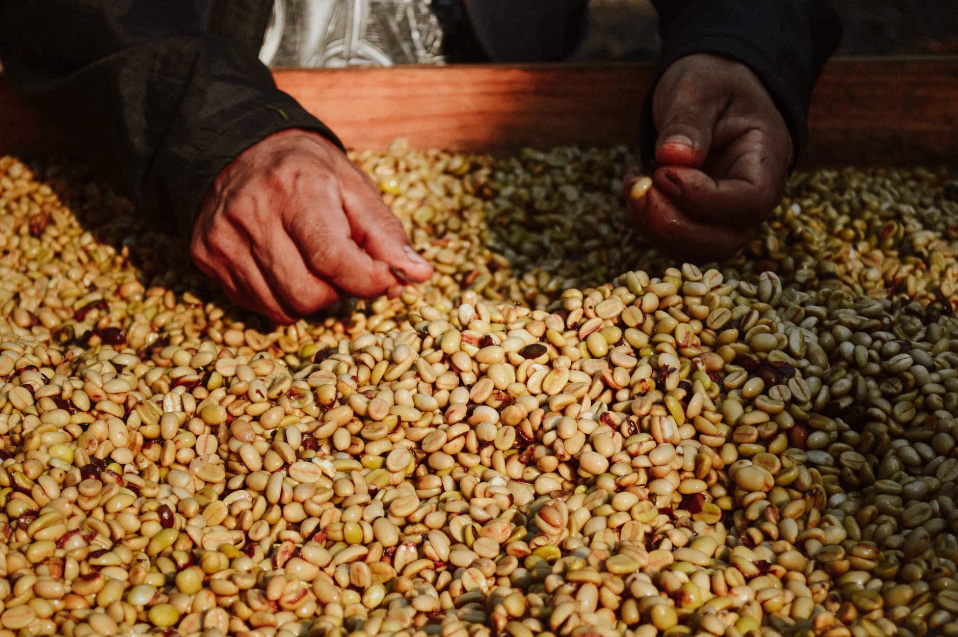 Uganda’s Agribusiness Boom Is Hiring, Not Just Farming